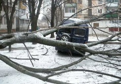 На ул. Маршала Рыбалко дерево придавило микроавтобус