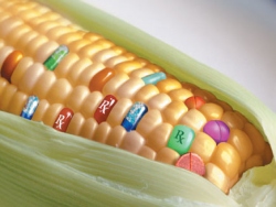 «Харьковстандартметрология» за год нашла ГМО в каждом десятом испытанном продукте