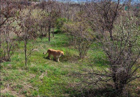 В Крыму открылся первый в Европе сафари-парк (ФОТО)