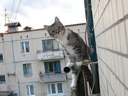 В Харькове со второго этажа дома сбросили 12 кошек