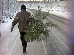 Украинцы накупили елок почти на 40 миллионов