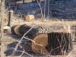 На снос деревьев в Харькове выделено более 9 млн гривен