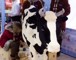 В Харьков приедет чудо-корова, которая дает пломбир