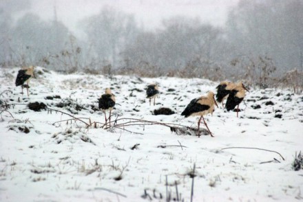 В Украину прилетели аисты: из-за снега птицы голодают и мерзнут (ФОТО)