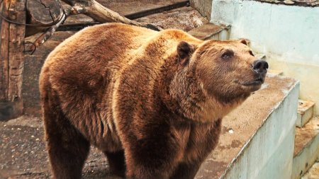 Спасти животных: как жители Харькова зоопарку помогали. ФОТО