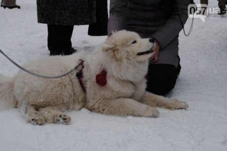 В Харькове прошли соревнования по езде на собачьих упряжках (ФОТО+ВИДЕО)