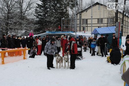 В Харькове прошли соревнования по езде на собачьих упряжках (ФОТО+ВИДЕО)