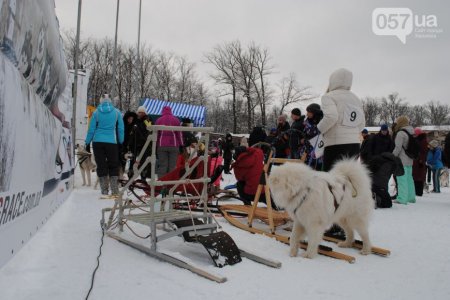 В Харькове прошли соревнования по езде на собачьих упряжках (ФОТО+ВИДЕО)