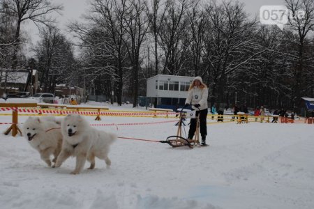 В Харькове прошли соревнования по езде на собачьих упряжках (ФОТО+ВИДЕО)