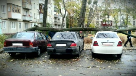 На ХТЗ дерево рухнуло сразу на три автомобиля (ФОТО)