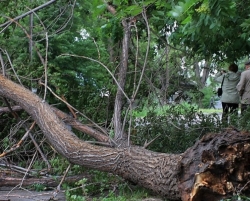 На Алексеевке дерево раздавило машину (фото)