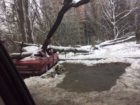 На Алексеевке дерево раздавило машину (фото)