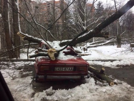 На Алексеевке дерево раздавило машину (фото)