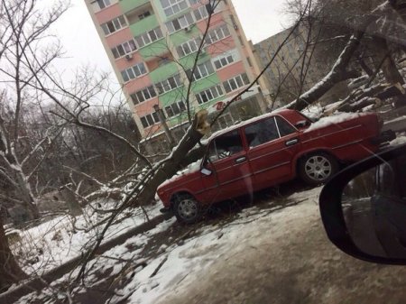 На Алексеевке дерево раздавило машину (фото)