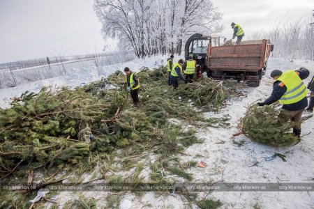 Коммунальщики начали утилизировать елки, которыми завалены дворы (фото)