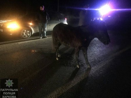 На Белгородском шоссе пони попал под две машины (фото)