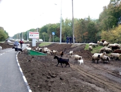 На Белгородском шоссе Ланос сбил 4-х баранов