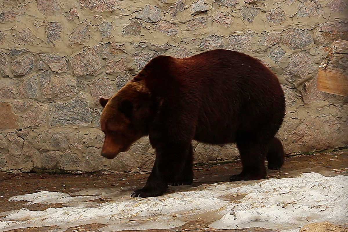 Дозор медведь. Харьковский зоопарк фото.