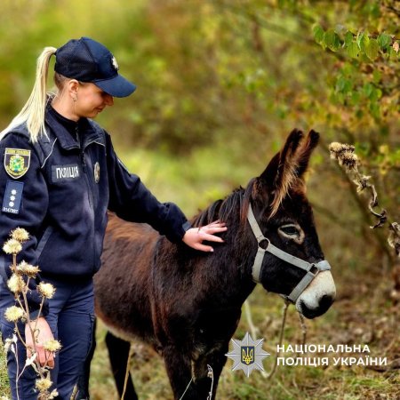 Поліцейські Чугуївщини та благодійники рятують тварин, які постраждали від жорстокості та війни.