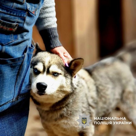 Поліцейські Чугуївщини та благодійники рятують тварин, які постраждали від жорстокості та війни.