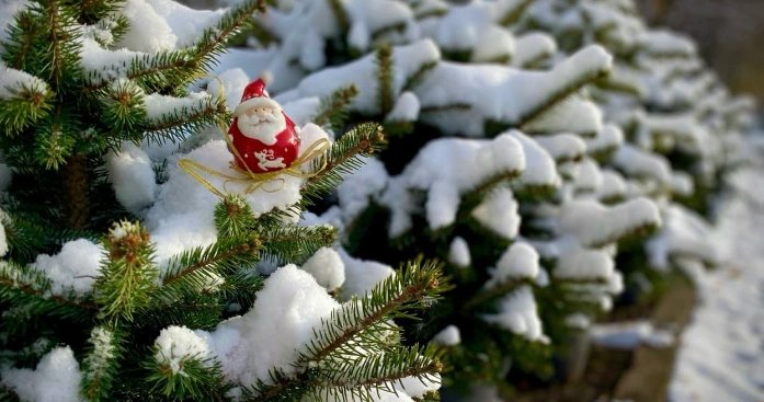 Легальні ялинки у Харкові: містян закликають купувати свята без порушень