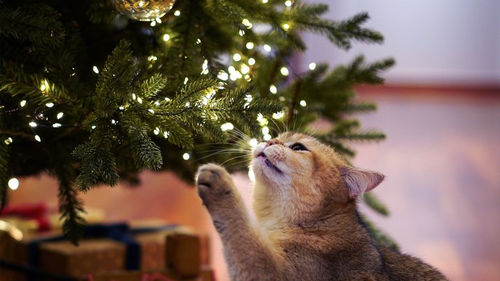 Новорічна ялинка