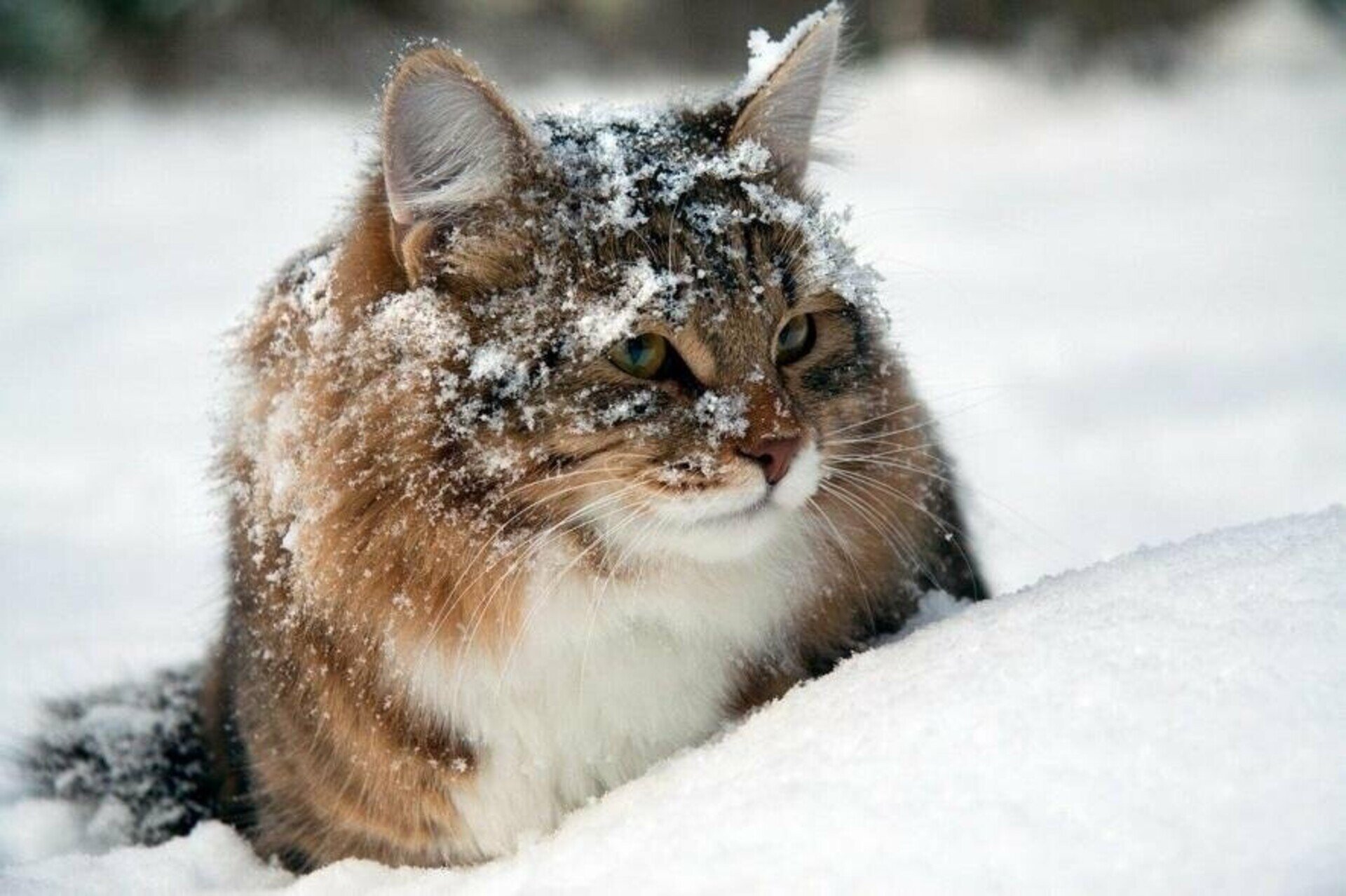 Зима без холоду як кожен може допомогти безпритульним тваринам і птахам.
