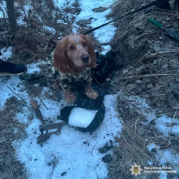Службовий собака
