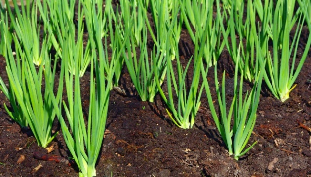 Зелена цибуля