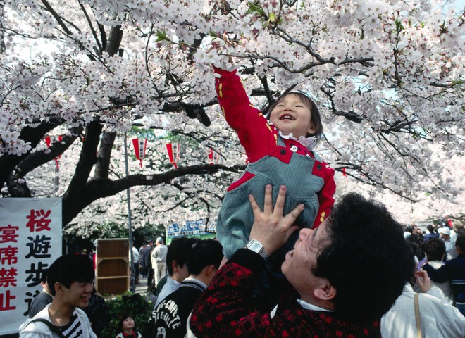 Свято сакури