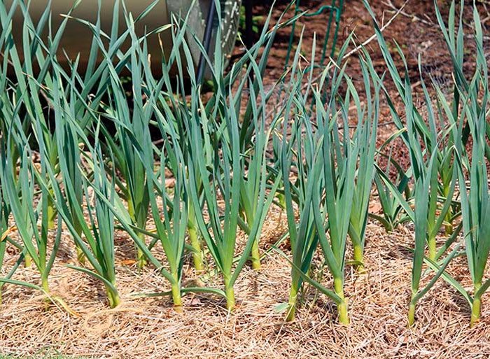 Часник на городі
