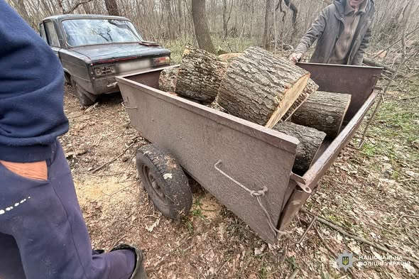 Незаконна вирубка дерев