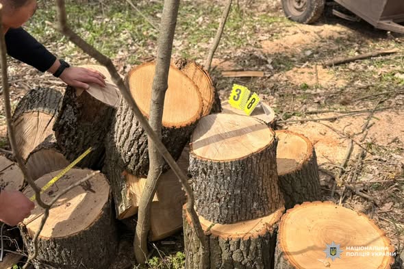Незаконна вирубка дерев