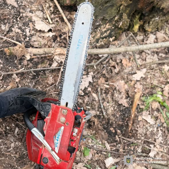 Незаконна вирубка дерев