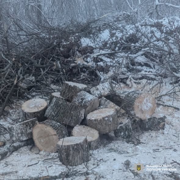 Незаконна порубка дерев на Харківщині