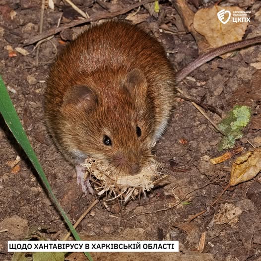 Хантавірусна інфекція