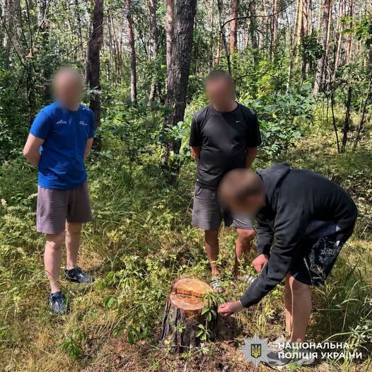 Житель Харкова без дозволу спиляв дев’ять сосен